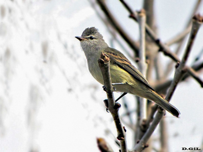 PIOJITO SILBÓN (Camptostoma obsoletum) - Monte en San Carlos-MALDONADO (Mayo 2010)